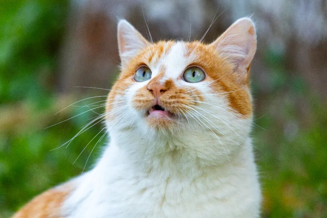 女子逗流浪猫感染弓形虫险失明冲上热搜,养猫家庭怎么办?