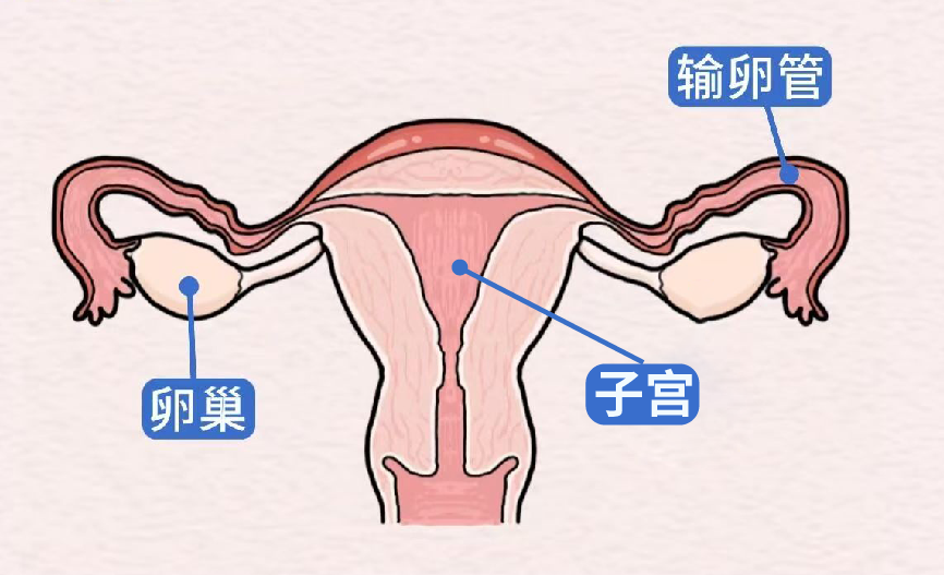 腹痛背后的“时间炸弹”——卵巢畸胎瘤蒂扭转