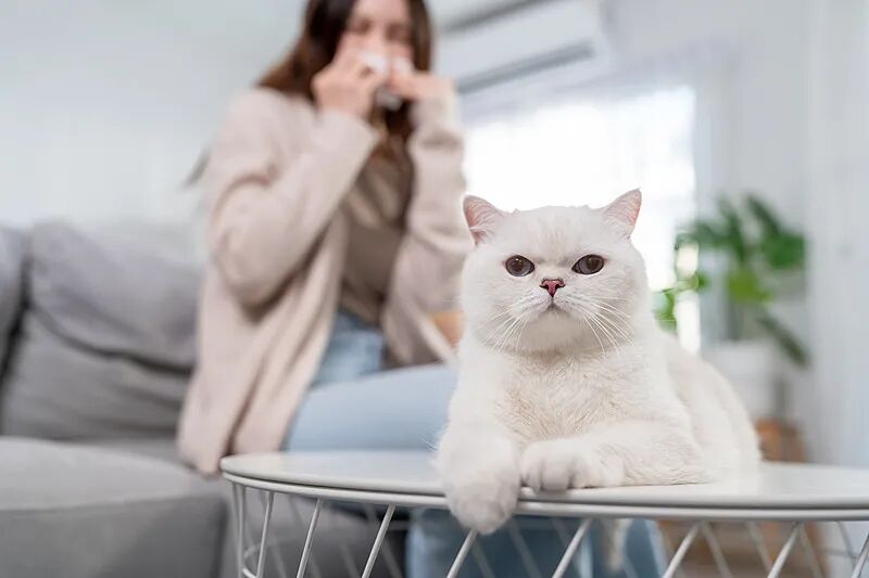 “猫过敏”的潜在哮喘风险或更高,不养猫也能“中招”