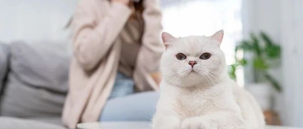 “猫过敏”的潜在哮喘风险或更高，不养猫也能“中招”
