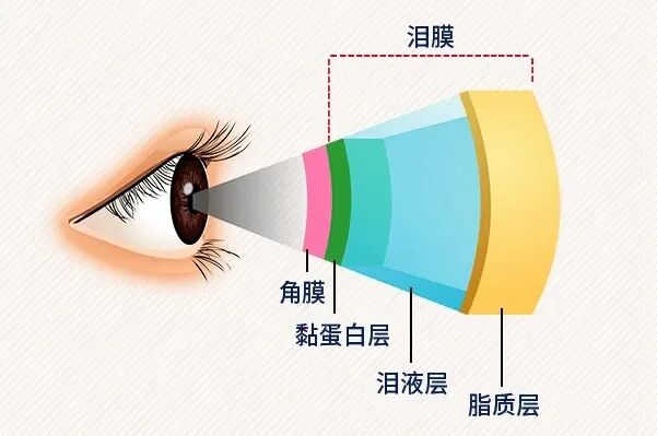 干眼遇上过敏,为什么会反复发作?这份秋季护眼应对指南请收好