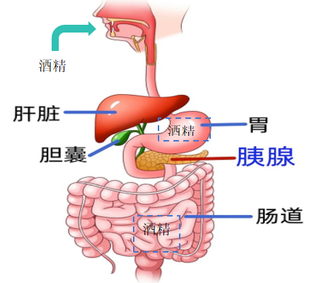 世界急救日|急性酒精中毒:别把“喝多了”当小事