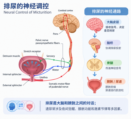 新学期,告别夜间遗尿,让孩子安心睡、踏实学