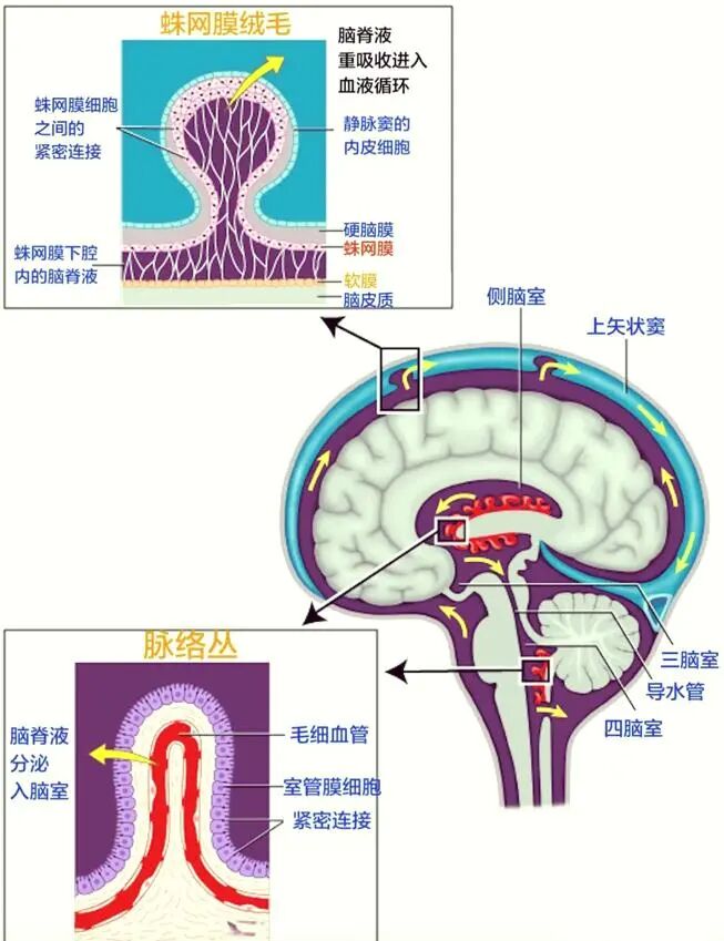 量一下孩子头围,出现这种情况要注意!
