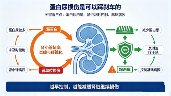 尿蛋白阳性,离尿毒症还有多远?