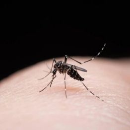 【预防“两热”】一场暴雨喂肥蚊虫！绵阳专属猫猫蚊、尖嘴蚊防咬攻略