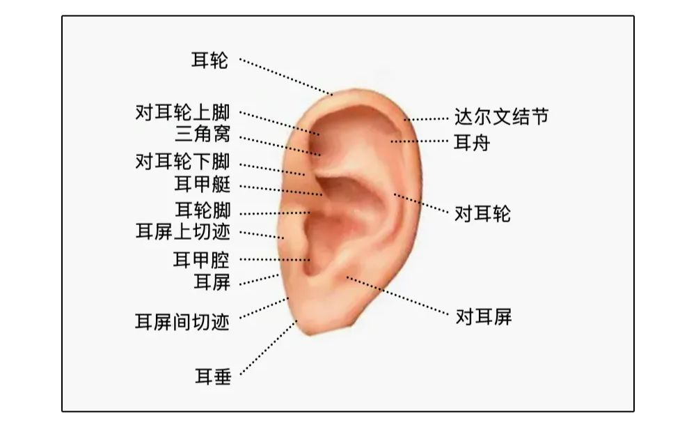 耳朵一圈为啥总有黄色油垢,刮一下能有满满一指甲?