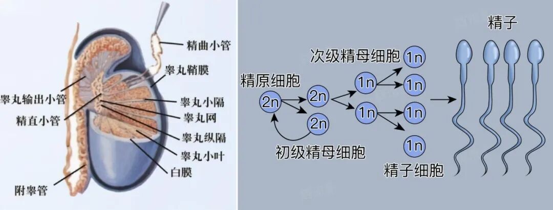 关于睾丸扭转,每个男性都该知道的6小时