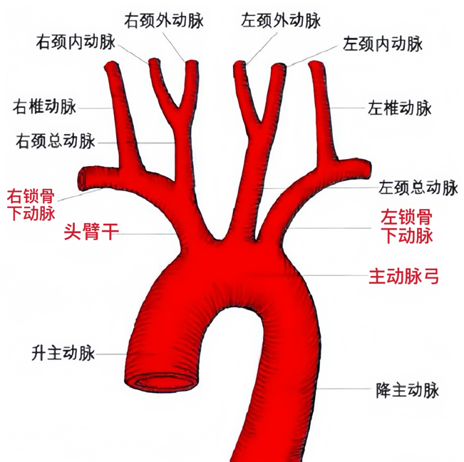左右胳膊血压不一样?先别慌,这可能是心脏在“偏心”!