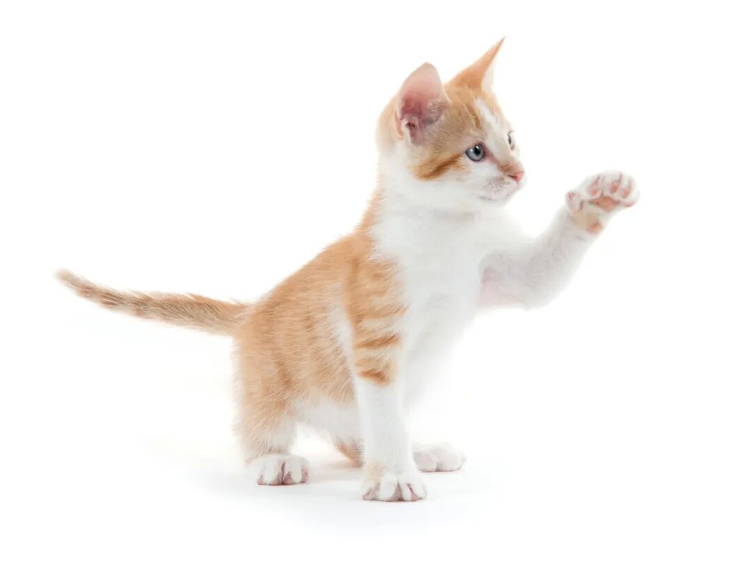 “猫奴”们注意了:这种“撸猫后遗症”可能伤到眼睛