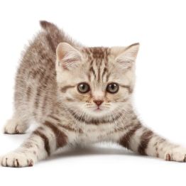 “猫奴”们注意了:这种“撸猫后遗症”可能伤到眼睛