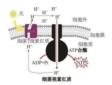一束光,点亮大脑:今年诺奖到底在奖励什么?
