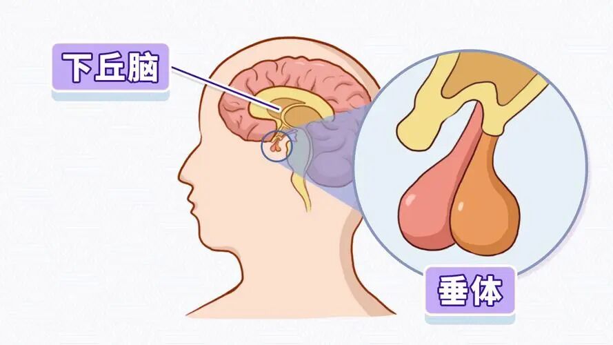 震惊?!它俩竟然是“姐妹”!为啥查出乳腺结节,常常也有甲状腺结节?