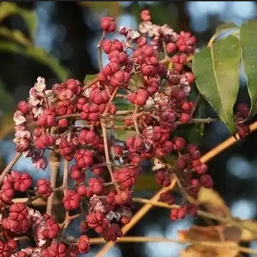 从重阳“辟邪翁”到中医良药——话说吴茱萸