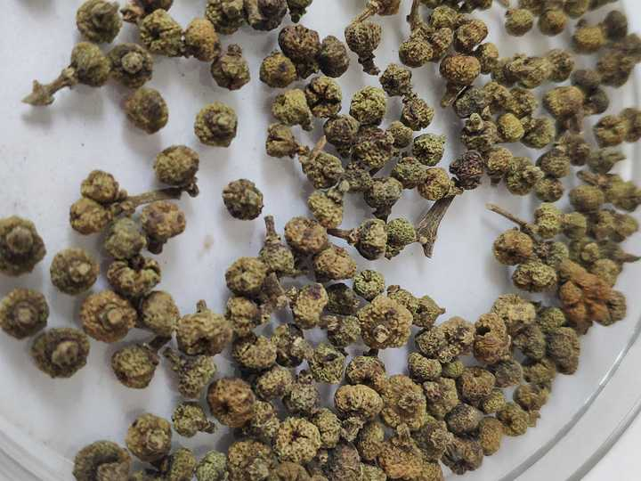 从重阳“辟邪翁”到中医良药——话说吴茱萸