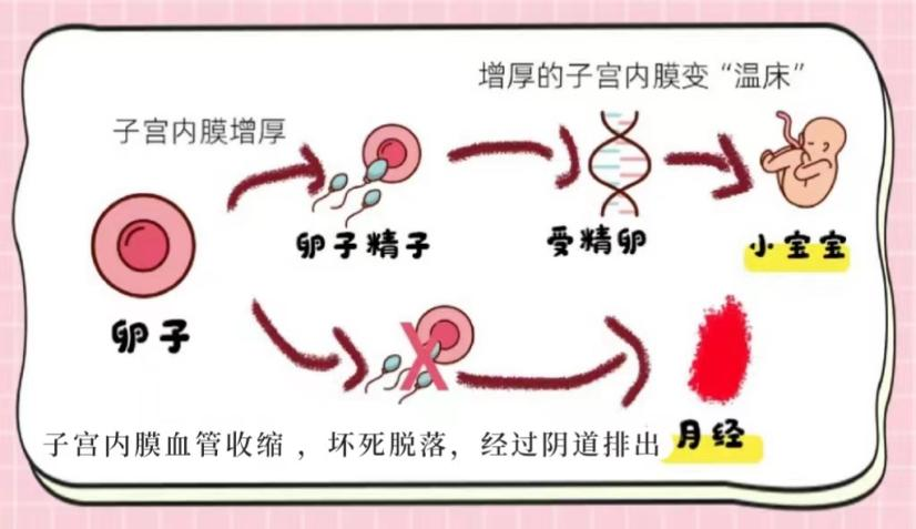 【世界更年期关怀日】更年期不是突然来临!从性激素六项看卵巢的早期信号