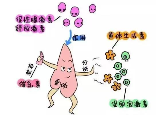 【世界更年期关怀日】更年期不是突然来临!从性激素六项看卵巢的早期信号
