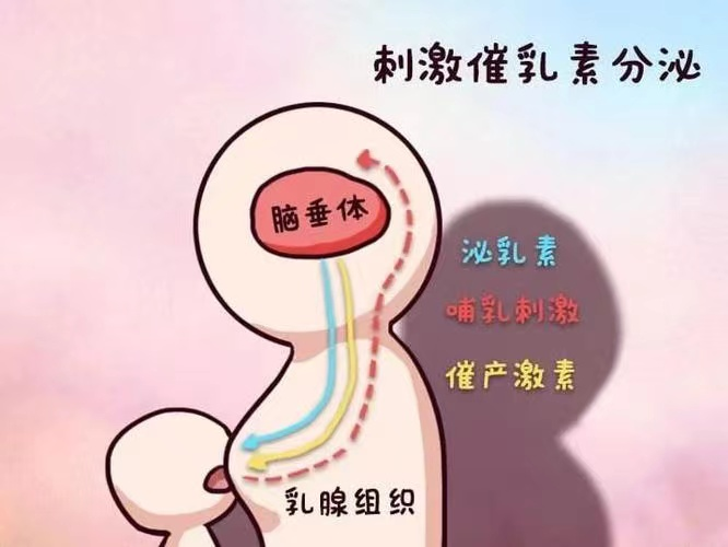 【世界更年期关怀日】更年期不是突然来临!从性激素六项看卵巢的早期信号