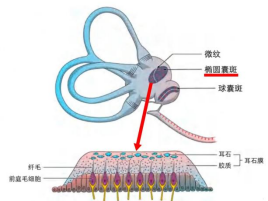 一动就天旋地转？带你认识耳石症