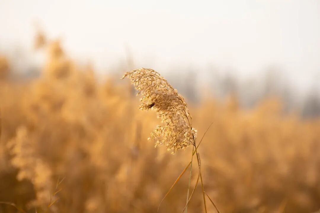 眼睛越揉越痒?秋季高发的过敏性结膜炎,正确应对指南来了!