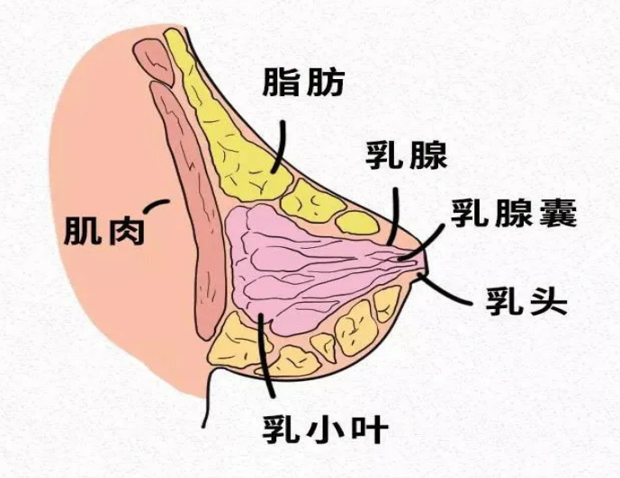 爱乳日｜女性健康的粉色杀手——乳腺癌