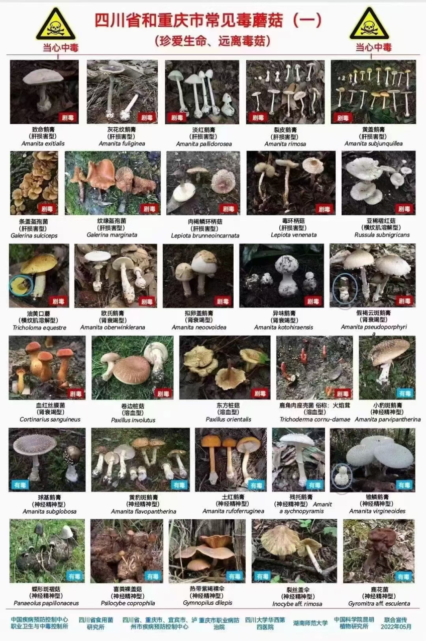 一口“鲜”，差点要了命！毒蘑菇中毒，千万别赌！