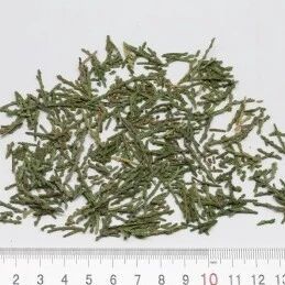 一树双药：侧柏叶与柏子仁——同株而生的"一清一养"