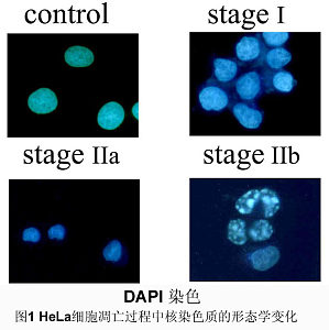 丁香实验推荐阅读