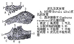 丁香实验推荐阅读