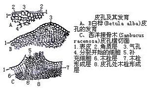 丁香实验推荐阅读