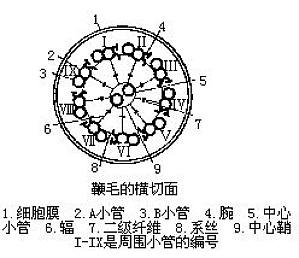 丁香实验推荐阅读