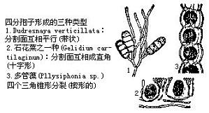 丁香实验推荐阅读