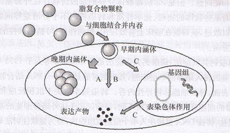 丁香实验推荐阅读