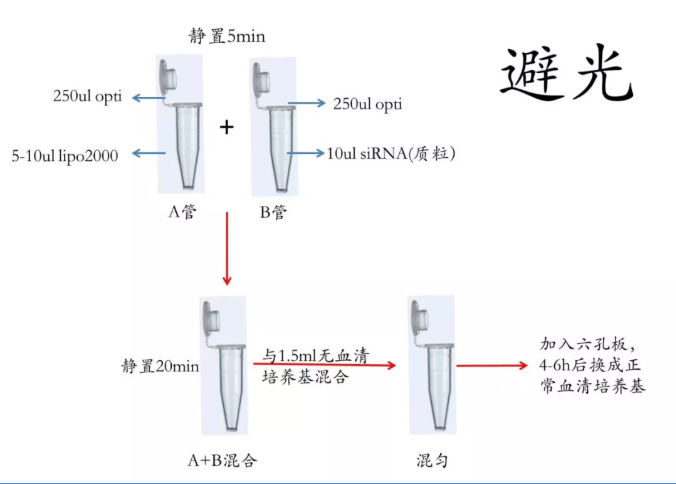 丁香实验推荐阅读