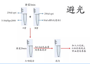 丁香实验推荐阅读