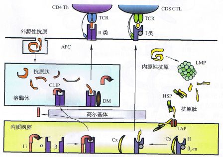 丁香实验推荐阅读