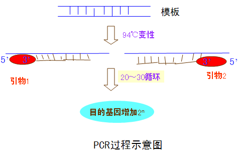 丁香实验推荐阅读