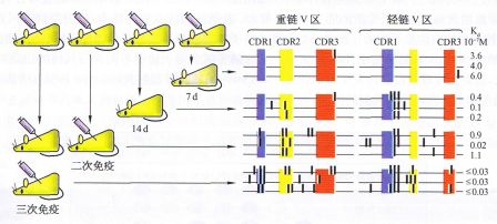 丁香实验推荐阅读