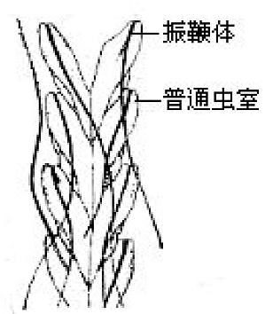 丁香实验推荐阅读