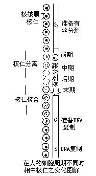 丁香实验推荐阅读