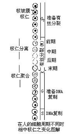 丁香实验推荐阅读