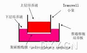 丁香实验推荐阅读