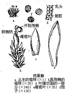 丁香实验推荐阅读