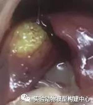 丁香实验推荐阅读