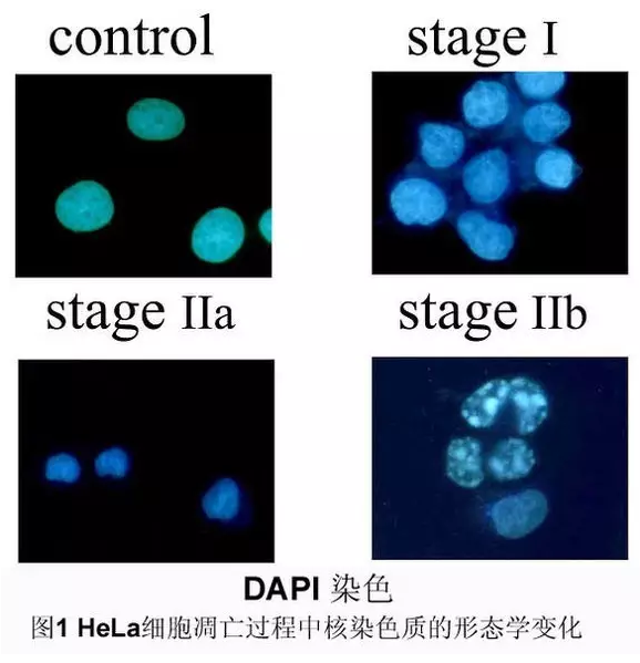 丁香实验推荐阅读