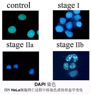 丁香实验推荐阅读