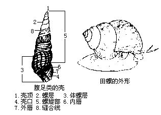 丁香实验推荐阅读