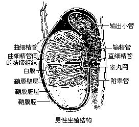 丁香实验推荐阅读