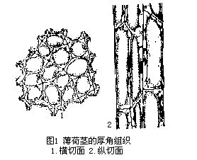 丁香实验推荐阅读