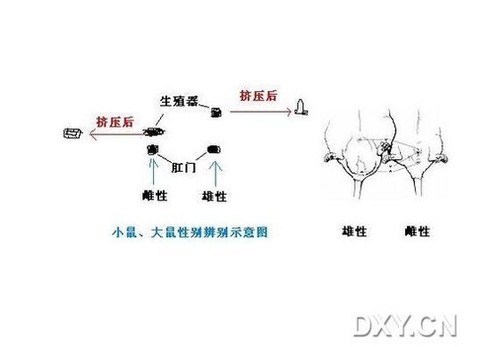 丁香实验推荐阅读